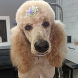 Frenchie - Poodle