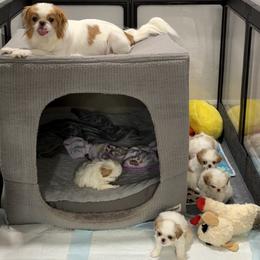 Japanese Chin Puppies from CindyLynnsChins