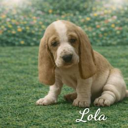 Lola - Lemon and white female Basset Hound puppy in Manorville, New York from Lil Family Farm