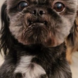 Shih Tzus from Linda Denman