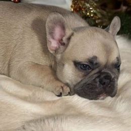 Boo - Blue fawn female French Bulldog puppy in Twin Falls, Idaho from Whispering White Pines Labradors