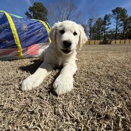 Golden Retriever Puppies from Hudsons Golden Retrievers