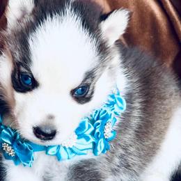 Rain - Black and white female Siberian Husky puppy in Atlanta, Georgia from Lobban Huskies