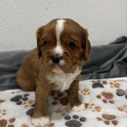 Pauly - Ruby male Cavalier King Charles Spaniel puppy in Nevada, Missouri from Lee's Backroad Fur Babies