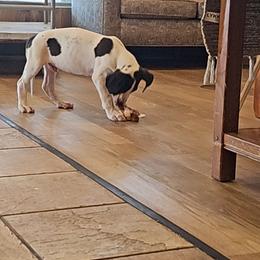 Great Dane Puppies from Pacific Blue's Danes