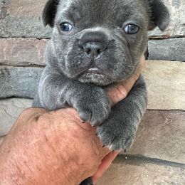 French Bulldog Puppies from Frenchiesbysouthernbell