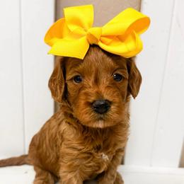 Chicky - Red  female Goldendoodle puppy in Peoria, Arizona from Cactus Doods