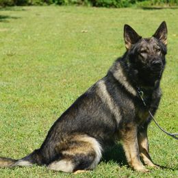 Lia - Sable female German Shepherd puppy in Muldrow, Oklahoma from Reizarf Kennels