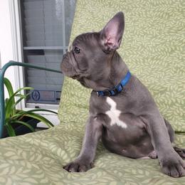 French Bulldog Puppies from LA_Texas Frenchie's