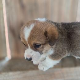 Clover - Sable female Pembroke Welsh Corgi puppy in Mouth Of Wilson, Virginia from Holly Ridge Aussies, Aussiedoodles & Corgis