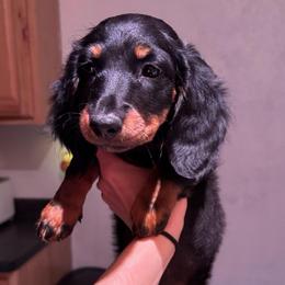 Darla - Black and tan female Dachshund puppy in Duncan, Arizona from Bootheel Doxies & Poms