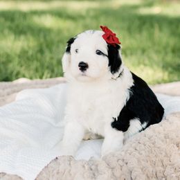 Bernedoodle, Goldendoodle, Poodle, and Sheepadoodle Puppies from Northwest Pups