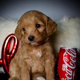 Chocolate chip - Red  female Goldendoodle puppy in Mc Arthur, California from California Golden Love