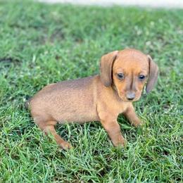 Shelby - Red female Dachshund puppy in Perris, California from Doxie_pupps