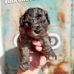 Nova - Merle female Labradoodle puppy in Grove, Oklahoma from Guinn Family Farms