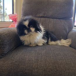 Gussie - Black female Pekingese puppy in Kingman, Arizona from Faith Harvey