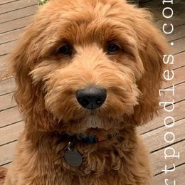 Goldendoodles and Poodles from Green Heart Poodles and Doodles