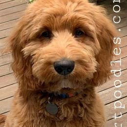 Goldendoodles and Poodles from Green Heart Poodles and Doodles