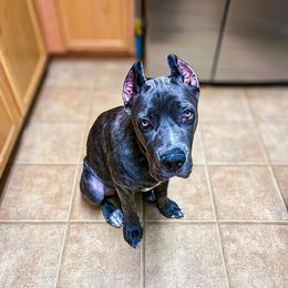 Cane Corso Puppies from Catawba Cane Corso