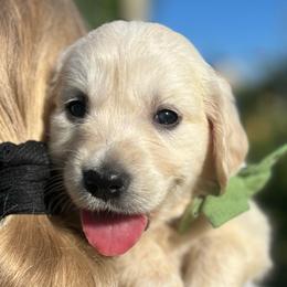 Mr Dark Green - Light golden male Golden Retriever puppy in Nampa, Idaho from Farmhouse Goldens