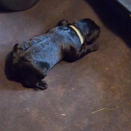 Fawn - Black female Giant Schnauzer puppy in Bessemer, Alabama from The Copper Cottage Canines