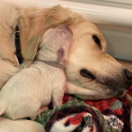 Golden Retrievers and Yorkshire Terriers from Auburn’s Golden Retrievers and Yorkshire Terriers
