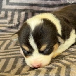 Boy 2 - Black and tan male Pembroke Welsh Corgi puppy in Las Vegas, Nevada from Victory Crown