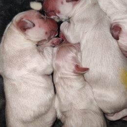 Golden Retriever Puppies from High Road Golden Retrievers