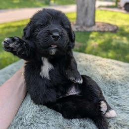 Green Boy (Saké) - Black male Newfoundland puppy in Independence, Missouri from K & L Ranch