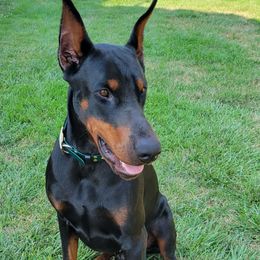 Loki - Doberman Pinscher