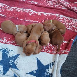 Boy 1 - male Vizsla puppy in Bakersfield, California from Sierra Vizslas