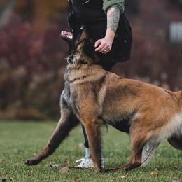 Belgian Tervuren from Nordstern Tervuren