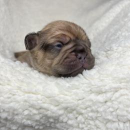 French Bulldog Puppies from Carter’s Kennel