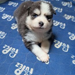 Eddie Blue Male - Blue Eyes - Blue male Pomsky puppy in Hurleyville, New York from My Crazy Pomskys