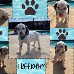 Freedom - White and liver brown male Dalmatian puppy in Waxahachie, Texas from Tiff’s Dalmatian Plantation