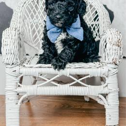 Rummi - Black and white male Bernedoodle puppy in Otisville, Michigan from Danie’s Darling Doodles LLC