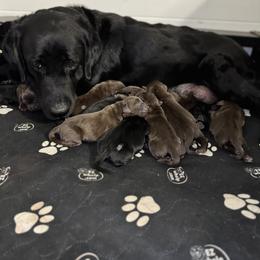 Orange Collar - Black male Labrador Retriever puppy in Somerset, California from Cantina Labs and Cavs