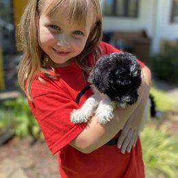 Goldendoodle Puppies from Mickey and Molly-multi-gen goldendoodles