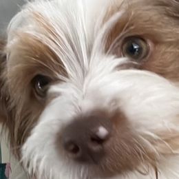 Prince - Yorkshire Terrier