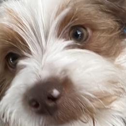 Prince - Yorkshire Terrier