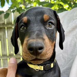 Bindi - Black and rust Doberman Pinscher puppy in Wisconsin Rapids, Wisconsin from Vom Feuer Dobermans