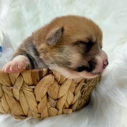 Bruno (Purple Collar) - Red male Pembroke Welsh Corgi puppy in North Charleston, South Carolina from Corgivilla