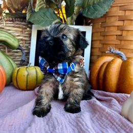 Oliver - Brindle male Shorkie puppy in Charleston, West Virginia from Mountain State Puppies