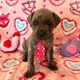 Butch-red - Brindle male Companion Cross puppy in Calimesa, California from Teakwoodpoodleofsocal