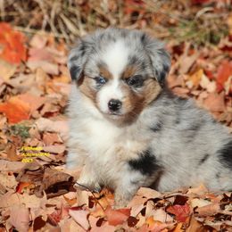 Ahsoka - Blue merle female Miniature American Shepherd puppy in Hillsdale, Michigan from Faithwalk Aussies and Mini American Shepherds