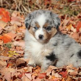 Ahsoka - Blue merle female Miniature American Shepherd puppy in Hillsdale, Michigan from Faithwalk Aussies and Mini American Shepherds