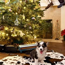 Daisy - Black and tan female Pembroke Welsh Corgi puppy in Johnson City, Texas from McCall Creek Corgis