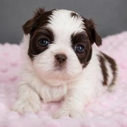 Majesty's Shih Tzu Gia - Liver and white female Shih Tzu puppy in Douglas, Massachusetts from Majesty’s Shih Tzus