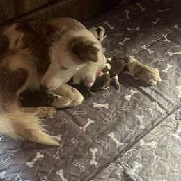 Border Collies from Temple Marshall