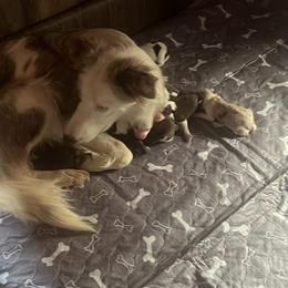 Border Collies from Temple Marshall